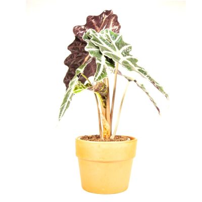 alocasia amazónica poly