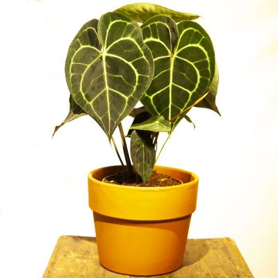 anthurium clarinervium