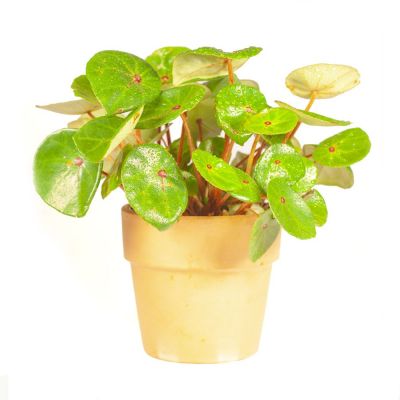 begonia conchifolia (red ruby)