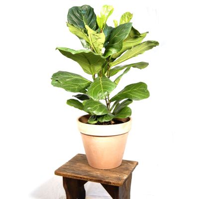 Ficus Lyrata (Hoja De Violín)