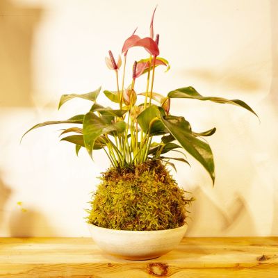 kokedama anthurium fucsia