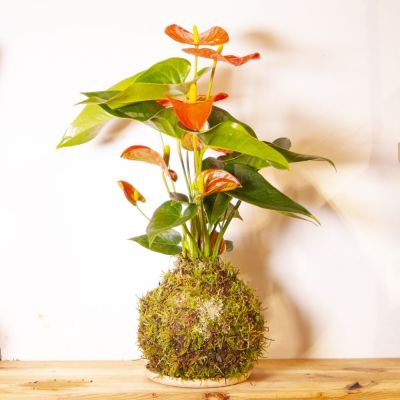 kokedama anthurium rojo