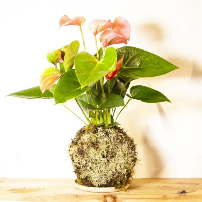 kokedama anthurium rosa