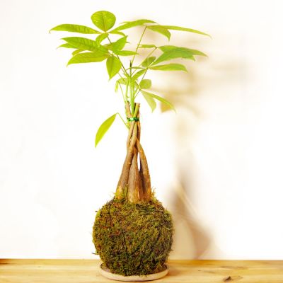 kokedama pachira aquatica