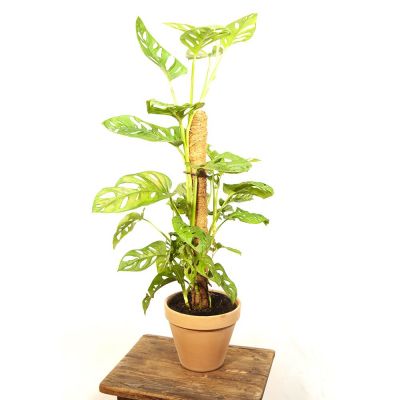 monstera andansonii (planta queso suizo)