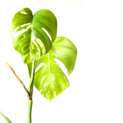 monstera deliciosa albo variegata m