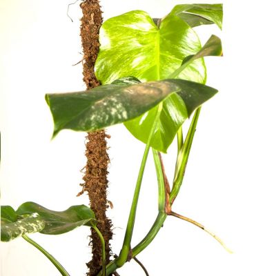 monstera deliciosa albo variegata mm
