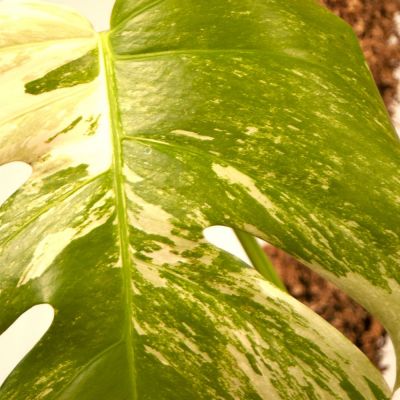 Monstera Deliciosa Albo Variegata S