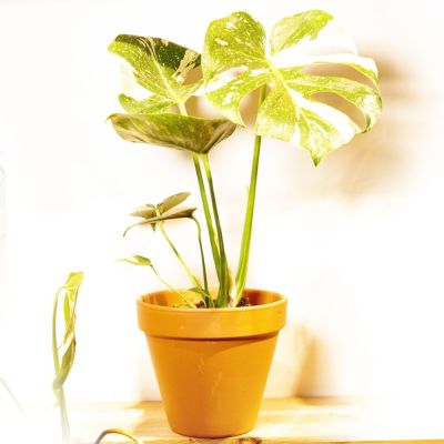 monstera thai constellation