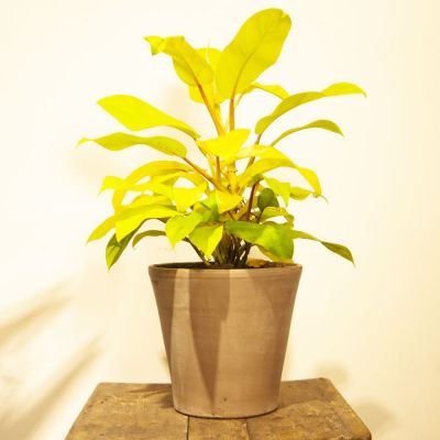 Philodendron Malay Gold