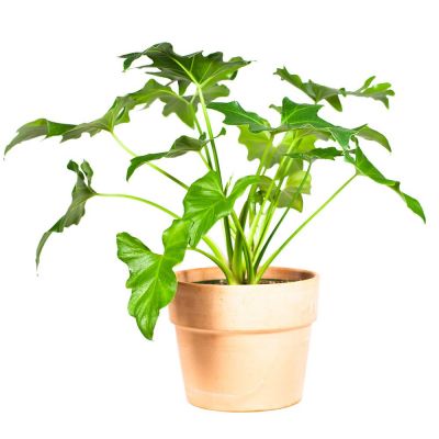 philodendron selloum