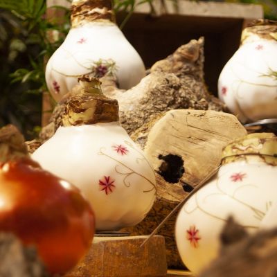 wax amaryllis limited edition